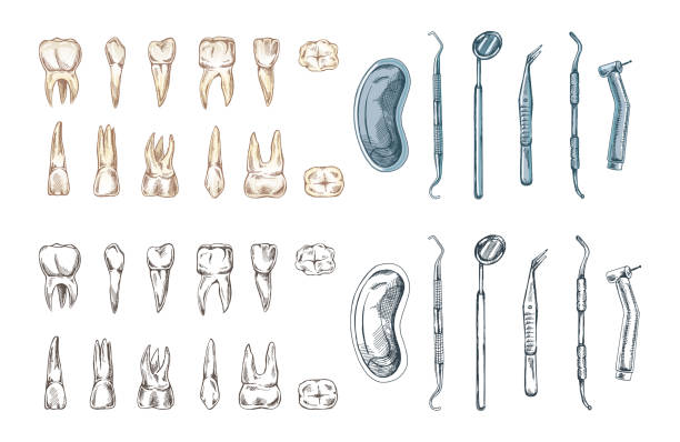 Stomatology hand drawn set. Toothache treatment. Teeth sketch. Different types of human tooth. Engraving fangs and molars.