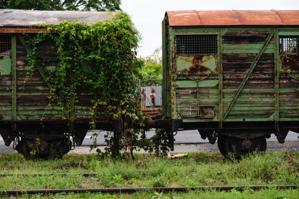 Two abandoned freight cars with peeling green paint and rust, partially overgrown with vines. The scene highlights the neglected condition of the cars, with the surrounding tracks and plants adding to the atmosphere of decay.
