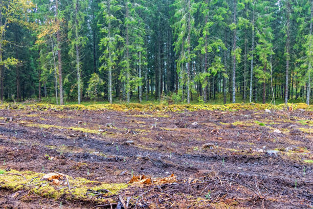 istock Clearcut by a spruce forest with planted spruce trees 2174342609