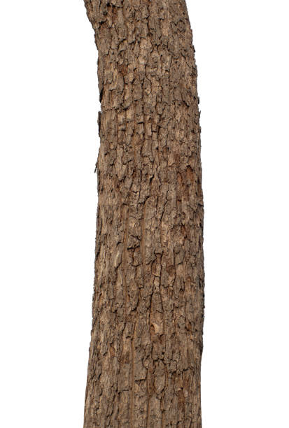 istock trunk of a tree Isolated On White Background 2174344786