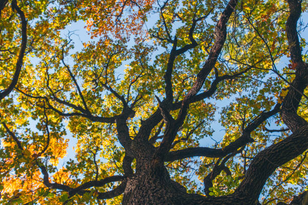 colorful autumn leafs background.autumn colors