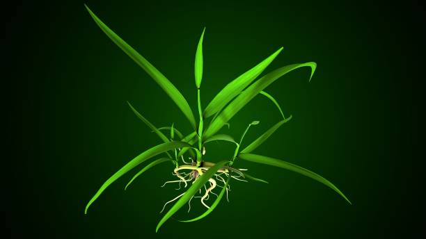 istock Oryza sativa plant grow anatomy. 3d render 2174348806