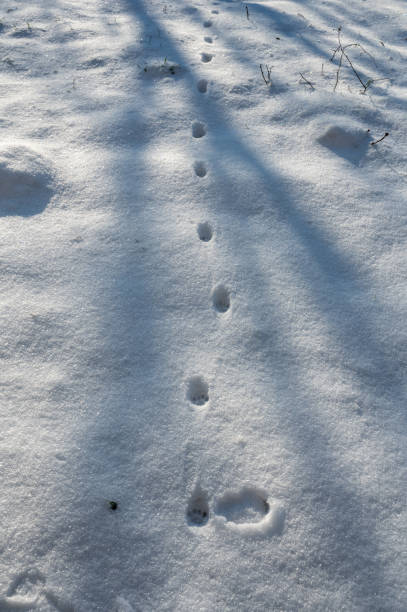 istock Animal tracks in the snow 2174348962