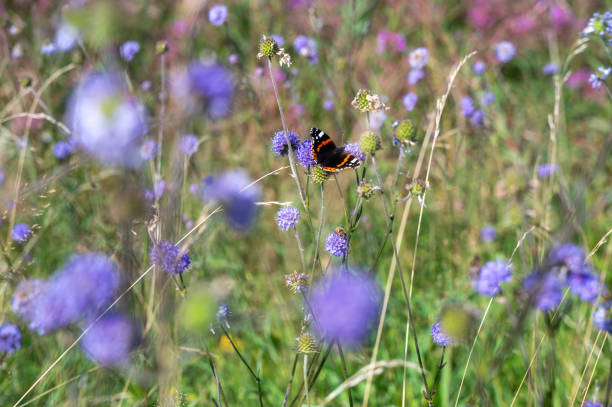 istock A butterfly sits on a flower 2174349141