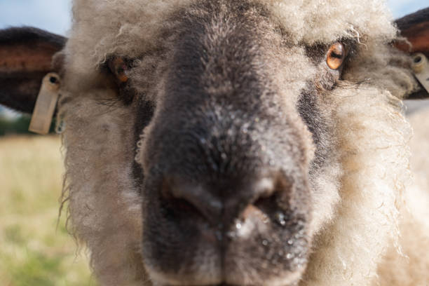 Beautiful portrait of a curious sheep with a pretty face