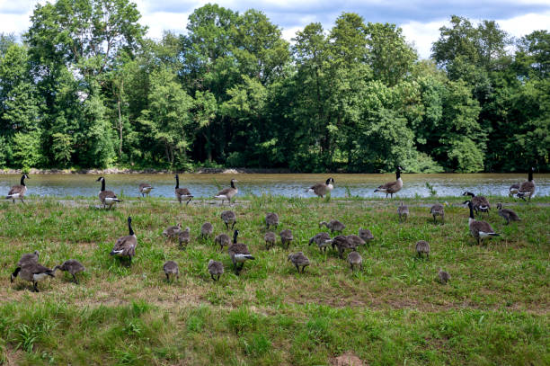istock Many geese on the river bank 2174353806