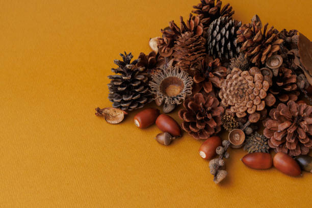 istock Autumn image of acorns and pine cones 2174354726