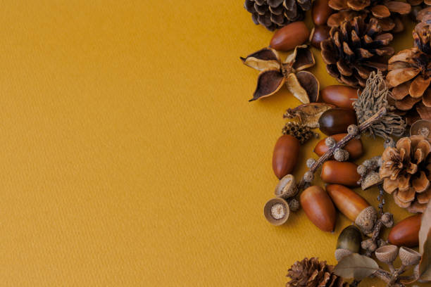 Autumn image of acorns and pine cones