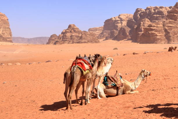 istock Camels in a Wadi Rum desert, Jordan 2174354868