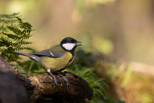 istock Colorful great tit ( Parus major ) drinking water on forest puddle, photographed in horizontal, summer time 2174357211