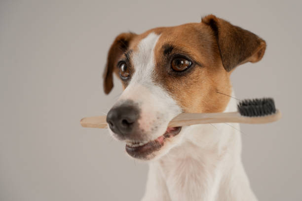 istock Jack Russell Terrier dog holds a toothbrush in his teeth. 2174361288