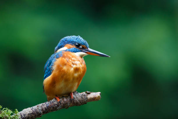 istock Common European Kingfisher in the forest 2174361345