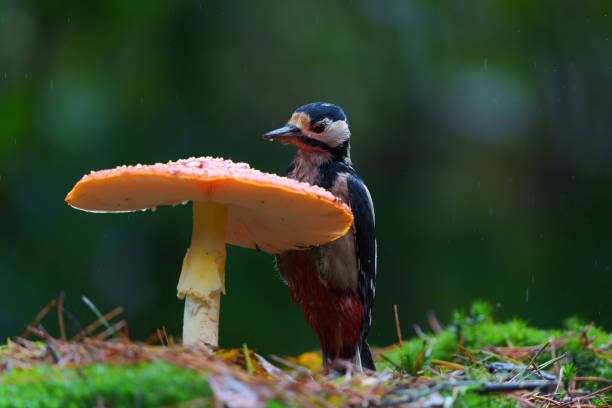 Great Spotted Woodpecker ( Dendrocopos major) between mushrooms searching for food in the autumn in the forest of Noord Brabant in the Netherlands.