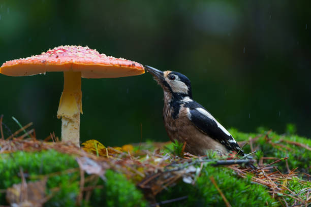 Great Spotted Woodpecker ( Dendrocopos major) between mushrooms searching for food in the autumn in the forest of Noord Brabant in the Netherlands.