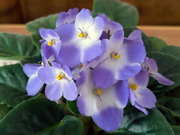 istock blooming saintpaulia, african violets, in the pot 2174361824