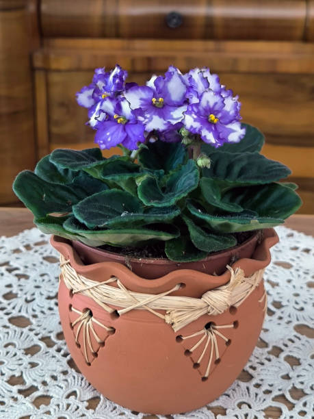 istock blooming saintpaulia, african violets, in the pot 2174361846