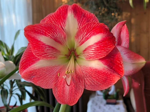 istock blooming amaryllis plant in the pot 2174361848