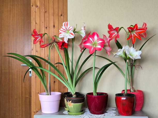 istock blooming amaryllis plant in the pot 2174361884