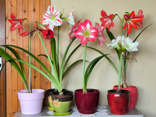 istock blooming amaryllis plant in the pot 2174361893