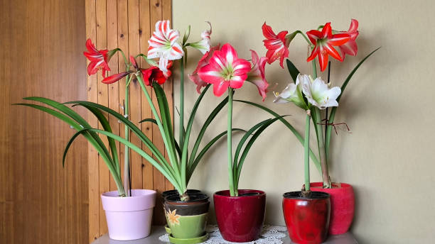 istock blooming amaryllis plant in the pot 2174361904