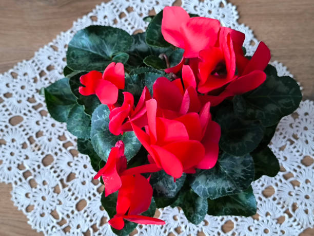istock blooming red cyclamen plant in bloom 2174362146