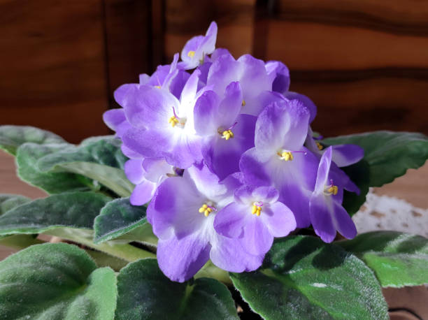 istock blooming saintpaulia, african violets, in the pot 2174362435