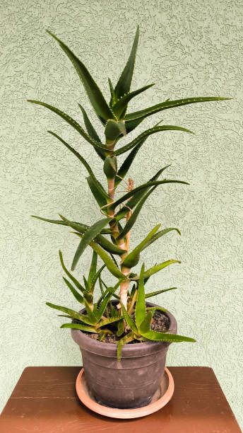 istock green aloe plant growing in the pot 2174362519