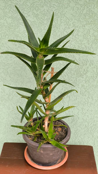 istock green aloe plant growing in the pot 2174362534