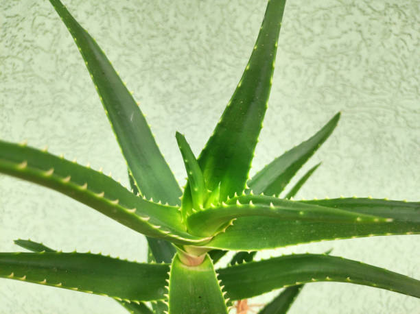 istock green aloe plant growing in the pot 2174362552