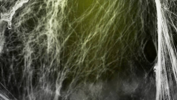 Spooky creepy cobweb spider web in the dark room. The scene is somewhat eerie and mysterious. Mockup. Copy Space. Wallpaper or abstract green halloween background