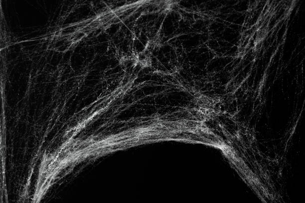 istock Spooky creepy cobweb spiders web covered a black background. Abstract halloween background. 2174366276
