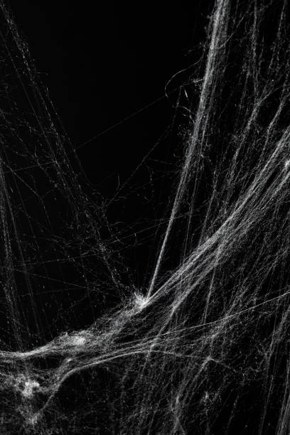 istock Spooky creepy cobweb spiders web covered a black background. Abstract halloween background. 2174366475
