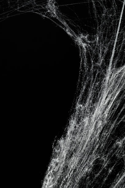 istock Spooky creepy cobweb spiders web covered a black background. Abstract halloween background. 2174366604