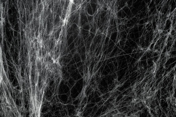 istock Spooky creepy cobweb spiders web covered a black background. Abstract halloween background. 2174366895