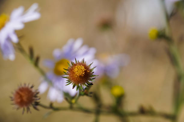Close-up image of the beautiful autumn flowering purple Aster amellus, the European Michaelmas-daisy flower