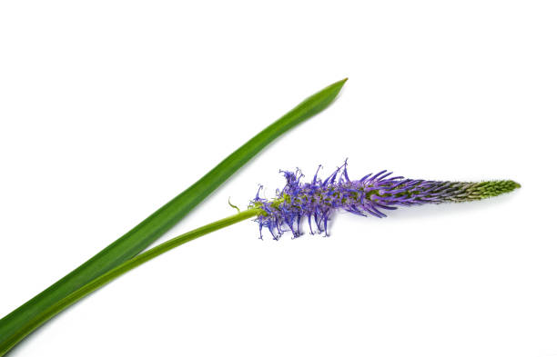 istock Rampion flower isolated 2174368857