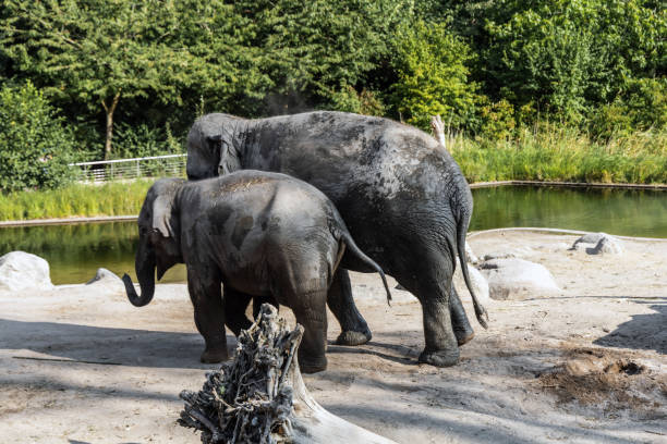 istock The elephant and her baby elephant are walking together 2174369347