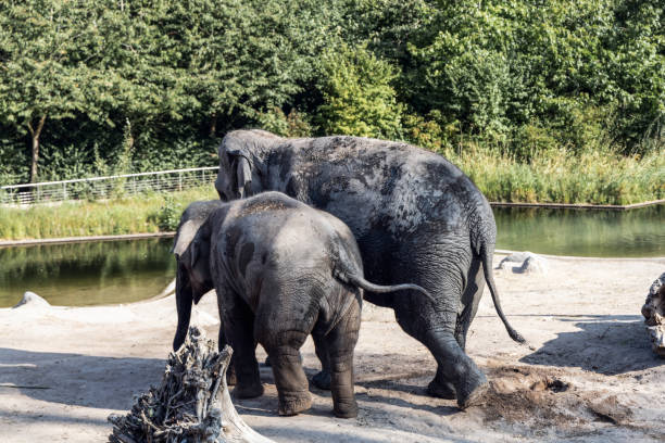 istock The elephant and her baby elephant are walking together 2174369662