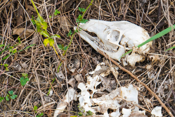 Animal cranium jaw by waters edge