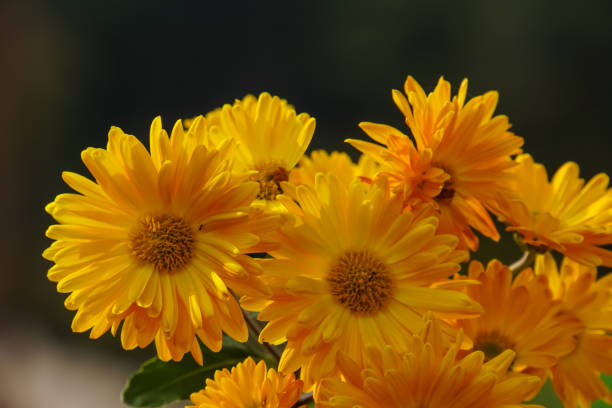 Bright Chrysanthemum indicum Linn flowers in garden background.