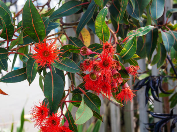 istock Vibrant Red Flowering Gum Blossoms on Eucalyptus Tree 2174370426