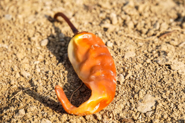 istock rotten and dry chilies on the ground 2174370432