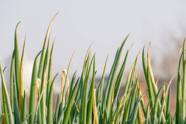 scallions in the garden for background