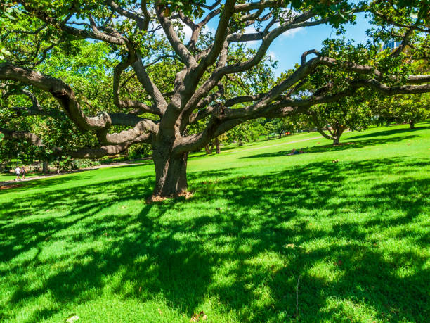 Public park in the morning of summer season with beautiful weather and the fields of green lawns and big green trees.