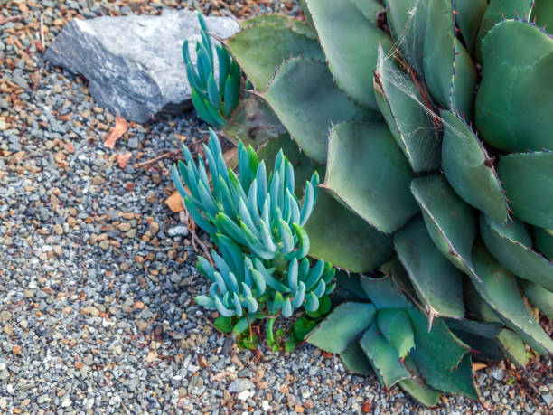 istock Blue Succulent Sprouts Next to Large Agave Plant on Rocky Ground 2174370998