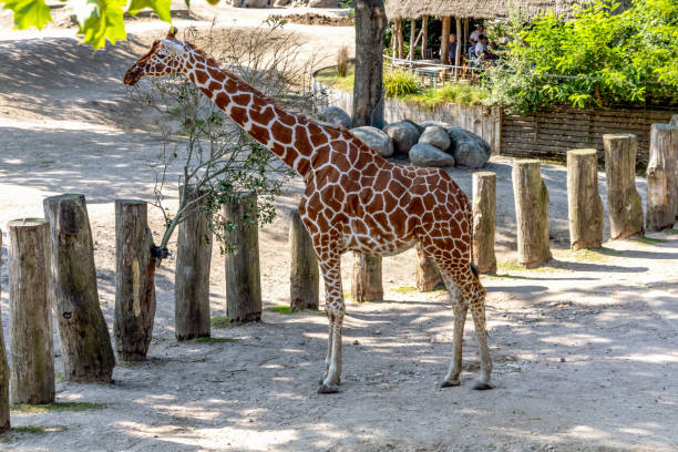 istock tall giraffe walking on a sunny day 2174372361