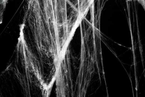 istock Spooky creepy cobweb spiders web covered a black background. Abstract halloween background. 2174372729