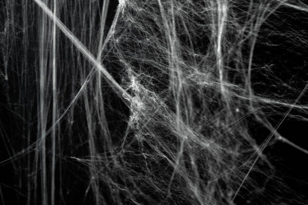 istock Spooky creepy cobweb spiders web covered a black background. Abstract halloween background. 2174373163