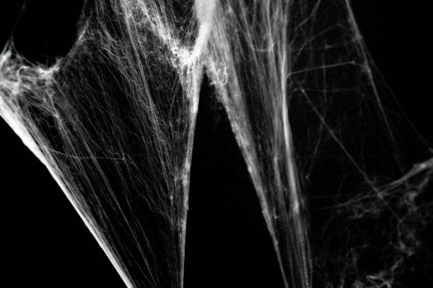 istock Spooky creepy cobweb spiders web covered a black background. Abstract halloween background. 2174373231