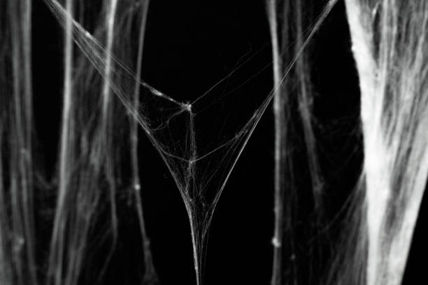istock Spooky creepy cobweb spiders web covered a black background. Abstract halloween background. 2174373269